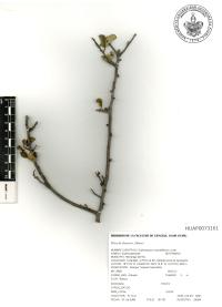 Erythroxylum rotundifolium image