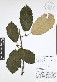 Quercus candicans image