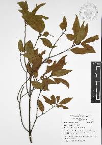 Quercus affinis image