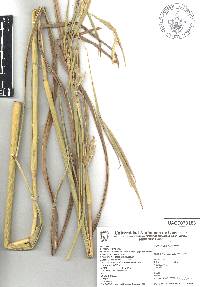 Andropogon gayanus image