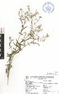 Parthenium confertum image