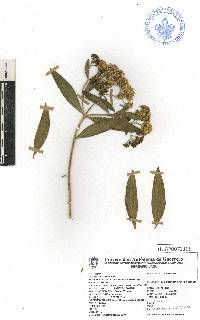 Flaveria linearis image