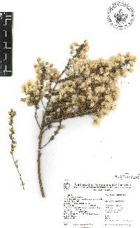 Baccharis pteronioides image