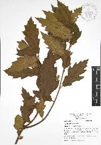 Quercus affinis image