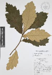 Quercus candicans image