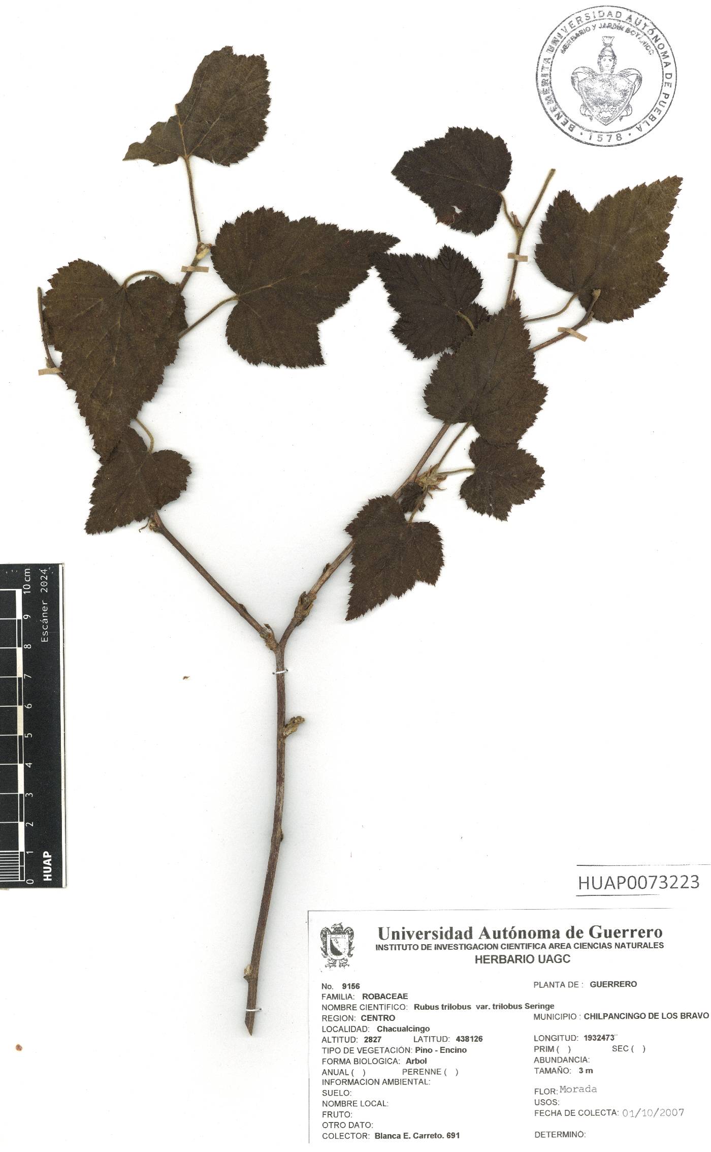 Rubus trilobus var. trilobus image