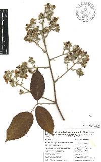 Rubus adenotrichos image