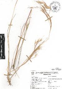 Andropogon fastigiatus image