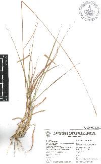 Trachypogon spicatus image