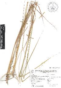 Trachypogon spicatus image