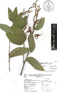 Calliandra tergemina image