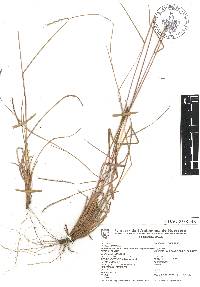 Schizachyrium sanguineum image