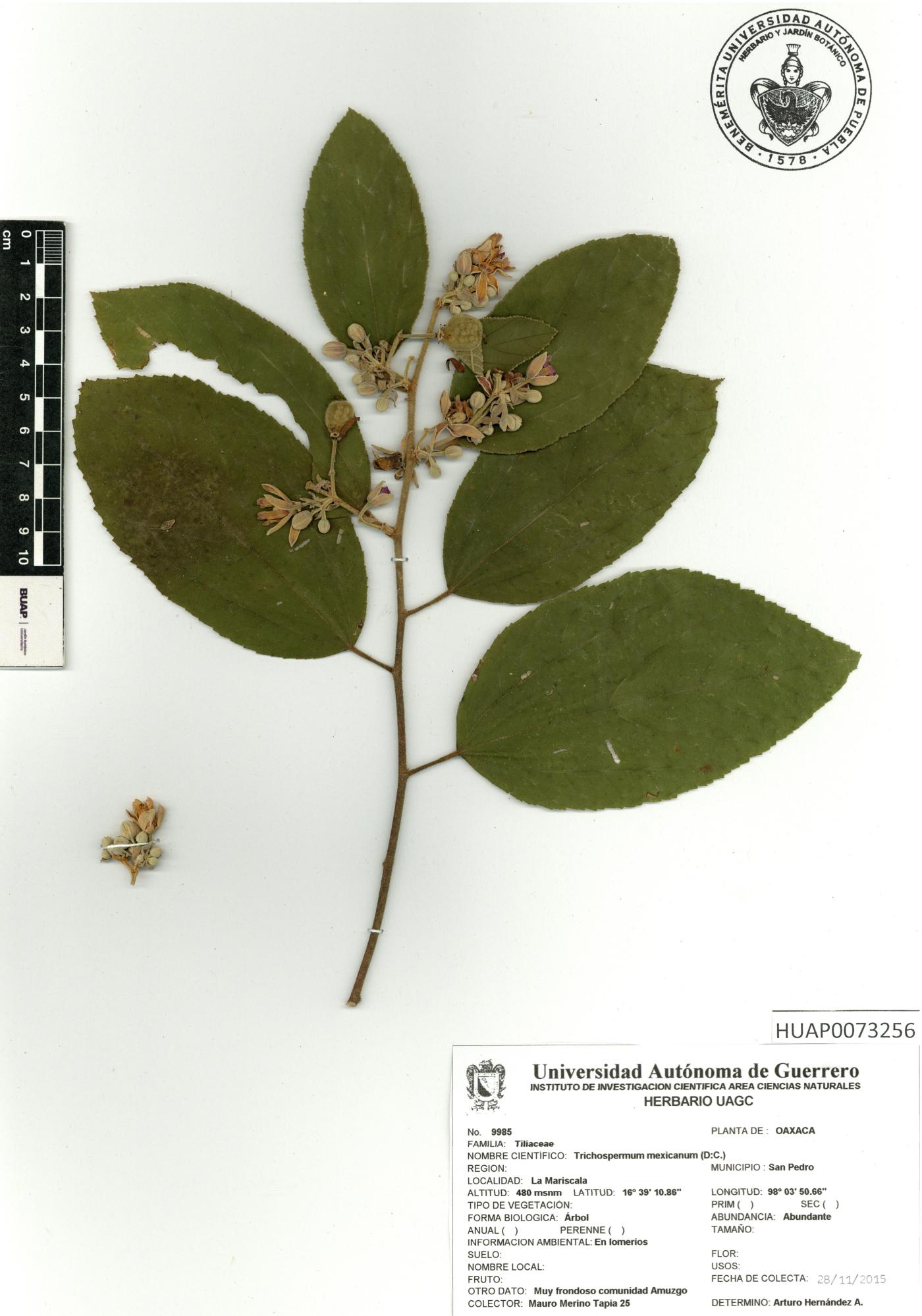 Trichospermum mexicanum image