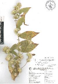 Acourtia glomeriflora image