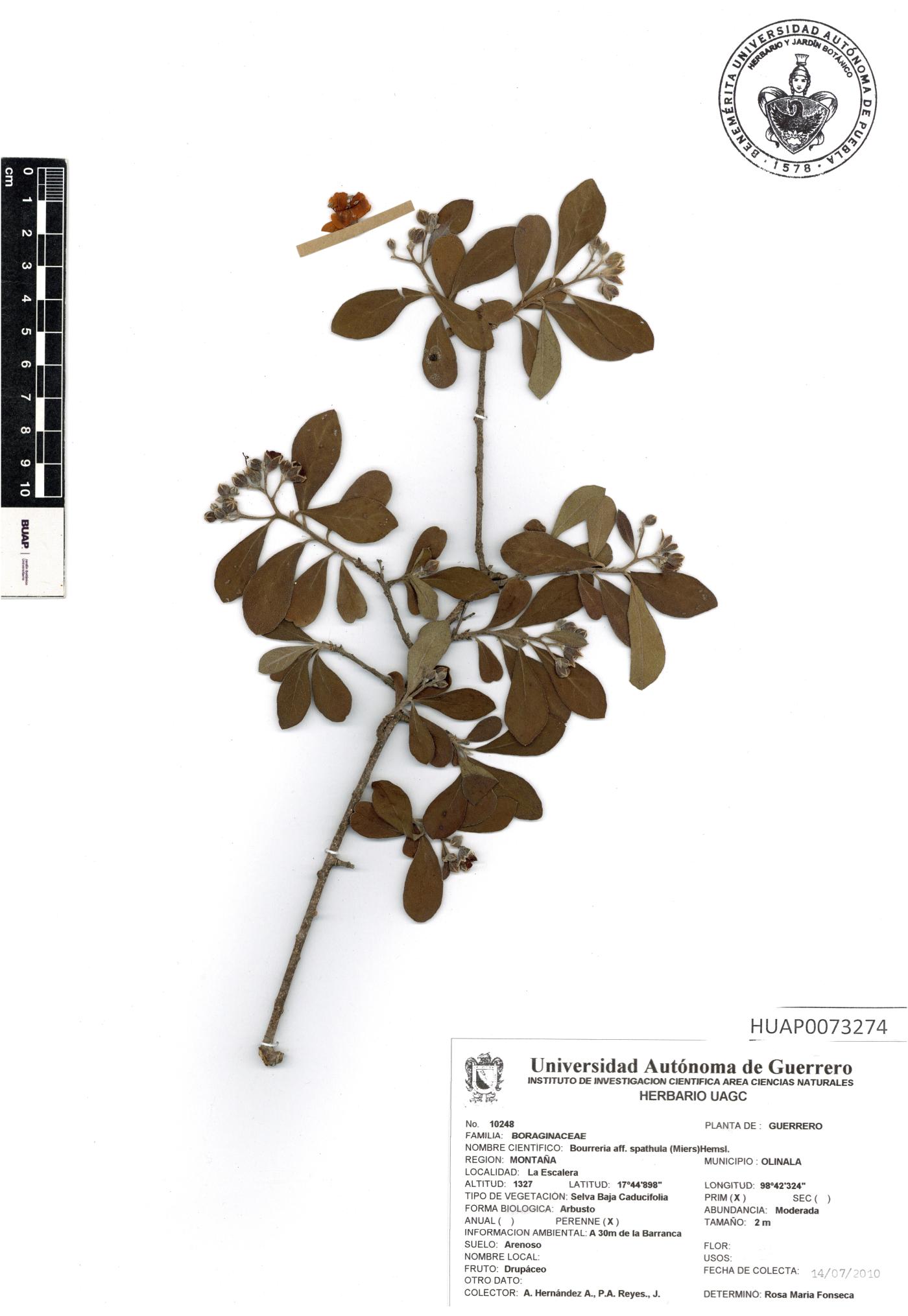 Bourreria spathulata image