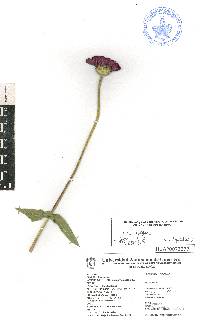 Zinnia violacea image