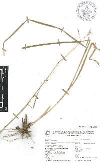 Bothriochloa hirtifolia image