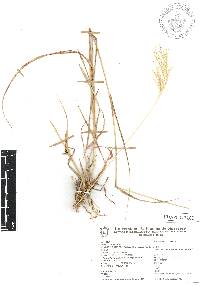 Bothriochloa saccharoides image