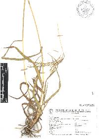 Bothriochloa hirtifolia image