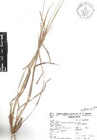 Schizachyrium sanguineum image