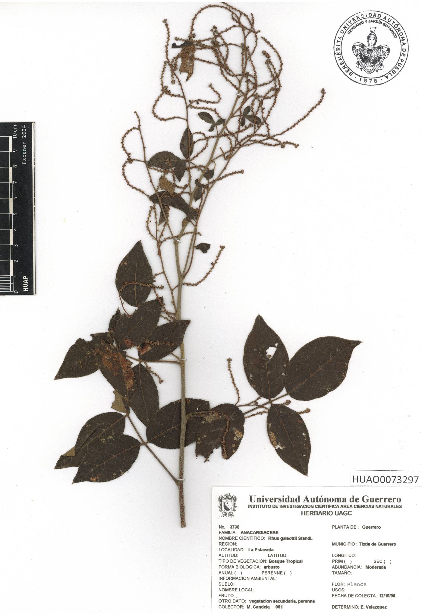 Rhus galeottii image