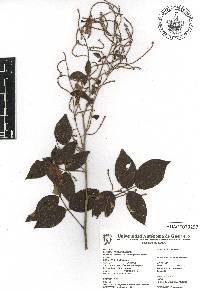 Rhus galeottii image