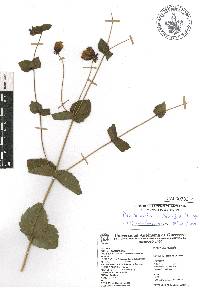 Dahlia cordifolia image