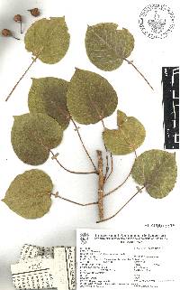 Ficus petiolaris image