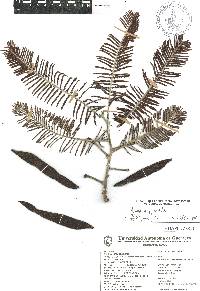 Acacia pennatula image