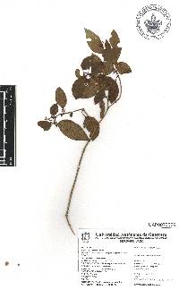 Deppea purpusii image