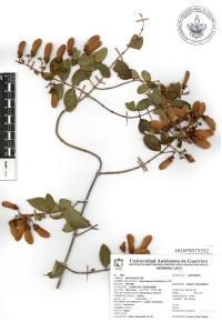 Heteropterys brachiata image
