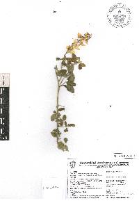 Crotalaria pumila image