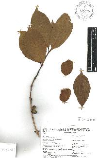 Coffea arabica image