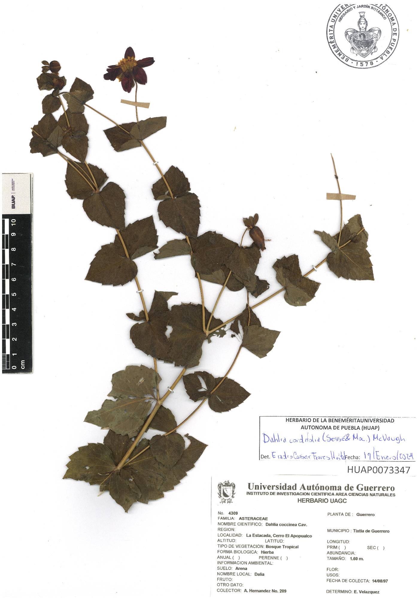 Dahlia cordifolia image