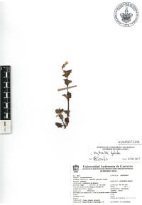 Erythranthe glabrata image
