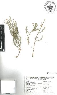 Juniperus flaccida image