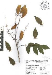 Dalbergia glomerata image