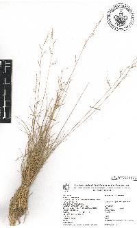 Aristida jorullensis image