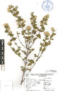 Brickellia veronicifolia image