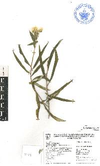 Trixis mexicana image