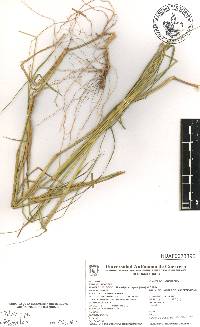 Melinis repens image