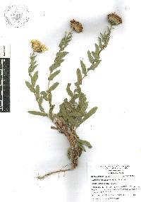 Grindelia inuloides image