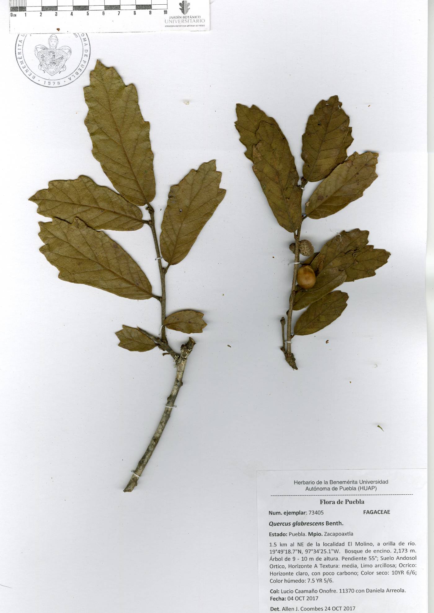 Quercus glabrescens image