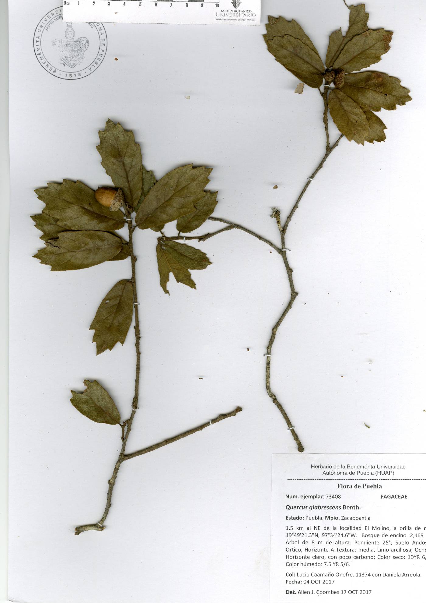 Quercus glabrescens image