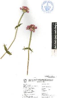 Zinnia violacea image