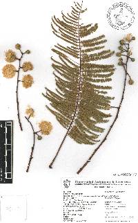 Leucaena esculenta image