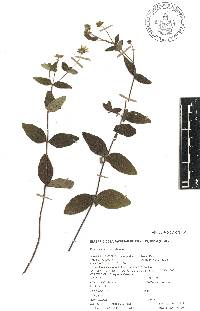 Melampodium montanum image