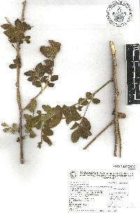 Bursera ariensis image