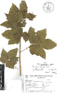 Malva assurgentiflora image