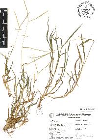 Digitaria eriantha image